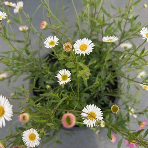 Erigeron (Fijnstraal)