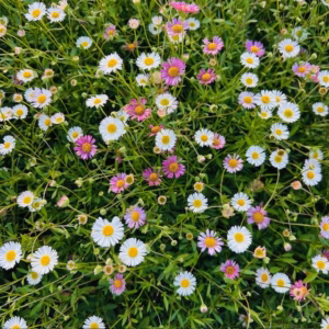 Erigeron kar. Profusion (Fijnstraal)