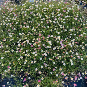 Erigeron kar. Profusion (Fijnstraal)