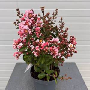 Lagerstroemia indica (Indische sering) roze struik