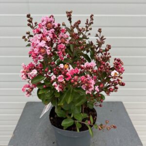 Lagerstroemia indica (Indische sering) roze struik