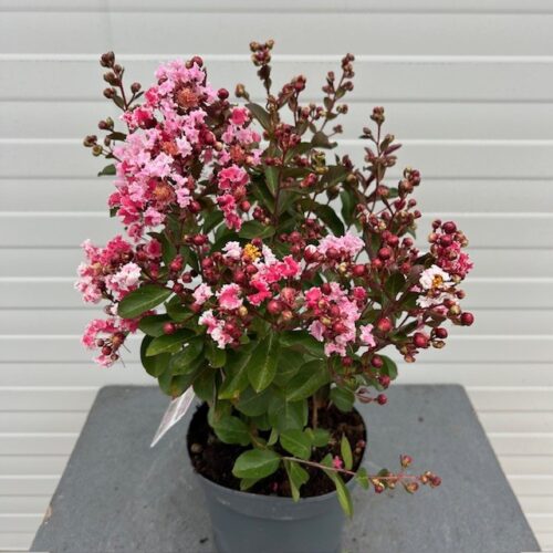 Lagerstroemia indica (Indische sering) roze struik