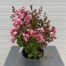 Lagerstroemia indica (Indische sering) roze struik