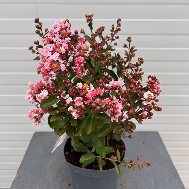 Lagerstroemia indica (Indische sering) roze struik