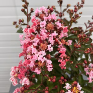 Lagerstroemia indica (Indische sering) roze struik