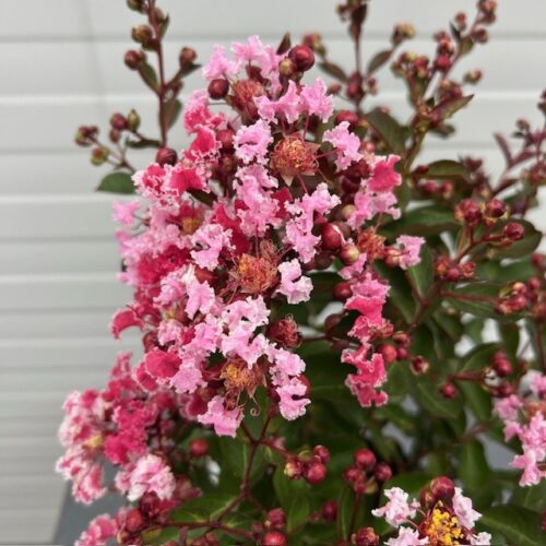 Lagerstroemia indica (Indische sering) roze struik
