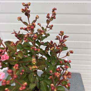 Lagerstroemia indica (Indische sering) roze struik