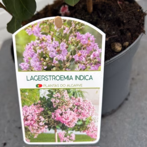 Lagerstroemia indica (Indische sering) roze struik