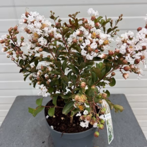 Lagerstroemia indica (Indische sering) wit