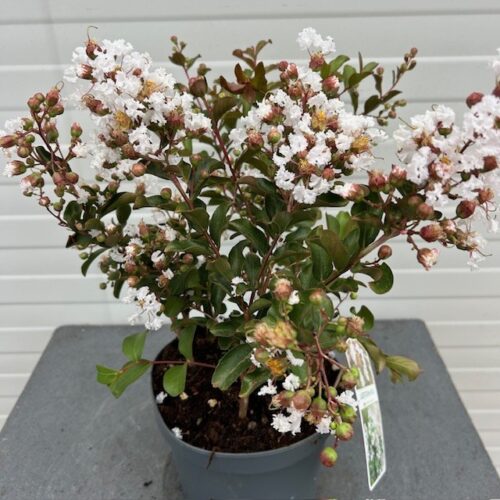 Lagerstroemia indica (Indische sering) wit