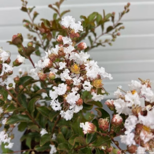 Lagerstroemia indica (Indische sering) wit