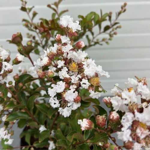Lagerstroemia indica (Indische sering) wit