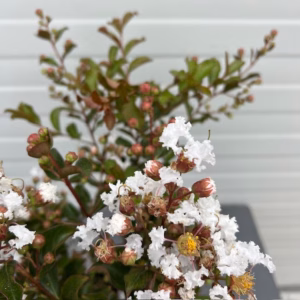 Lagerstroemia indica (Indische sering) wit