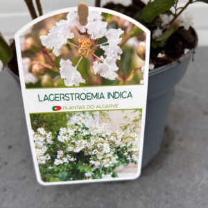 Lagerstroemia indica (Indische sering) wit