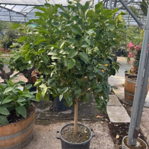 Citrus Lemon op stam 140 cm (Citroenboom)