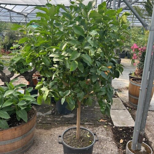 Citrus Lemon op stam 140 cm (Citroenboom)