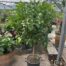 Citrus Lemon op stam 140 cm (Citroenboom)