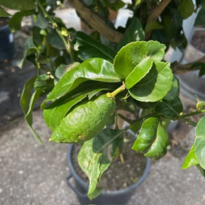 Citrus Lemon op stam 140 cm (Citroenboom)