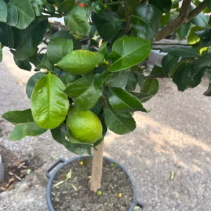 Citrus Lemon op stam 140 cm (Citroenboom)