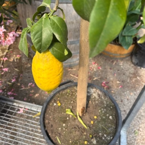 Citrus Lemon op stam 140 cm (Citroenboom)