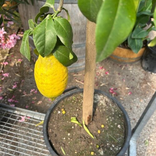 Citrus Lemon op stam 140 cm (Citroenboom)