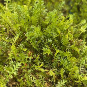 Leptinella (kruipkamille)