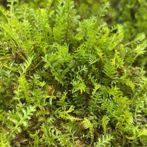 Leptinella (kruipkamille)