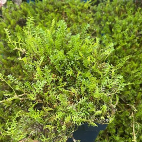 Leptinella squalida (Kruipkamille)