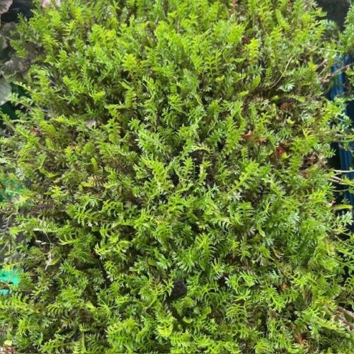 Leptinella squalida (Kruipkamille)