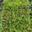 Leptinella squalida (Kruipkamille)