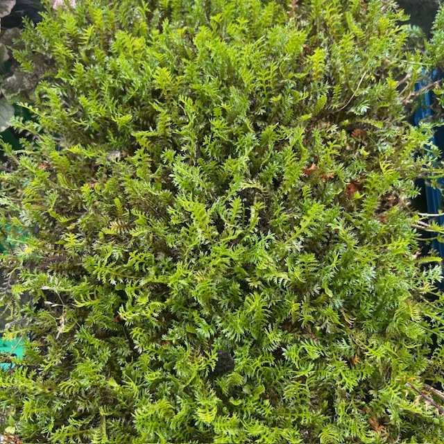 Leptinella squalida (Kruipkamille)