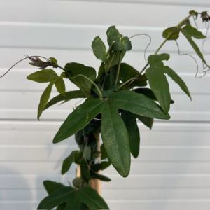 Passiflora 'Lavender Lady' (passiebloem)