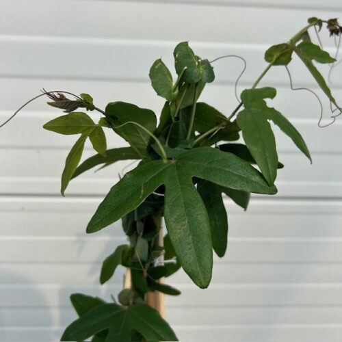 Passiflora 'Lavender Lady' (passiebloem)