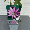 Passiflora 'Lavender Lady' (passiebloem)