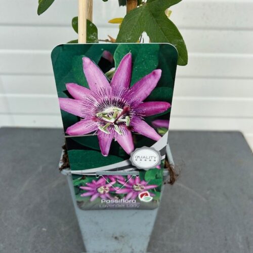 Passiflora 'Lavender Lady' (passiebloem)