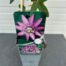 Passiflora 'Lavender Lady' (passiebloem)