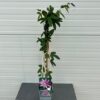 Passiflora 'Lavender Lady' (passiebloem)