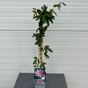 Passiflora 'Lavender Lady' (passiebloem)
