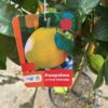 Citrus Pompelmoes op stam