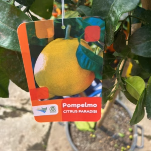 Citrus Pompelmoes op stam