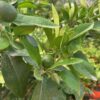 Citrus Pompelmoes op stam