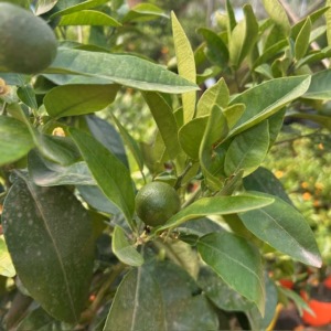 Citrus Pompelmoes op stam