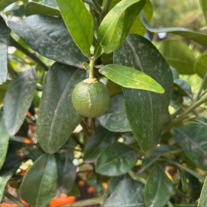 Citrus Pompelmoes op stam