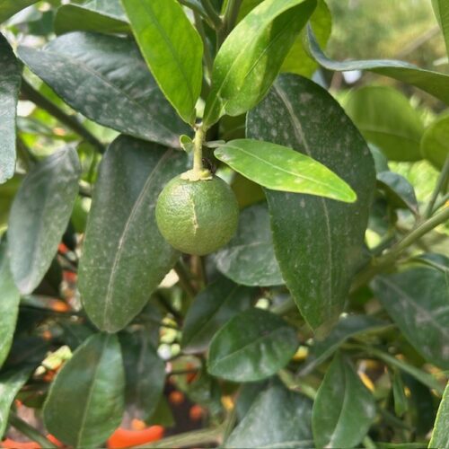 Citrus Pompelmoes op stam