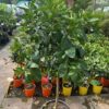 Citrus Pompelmoes op stam