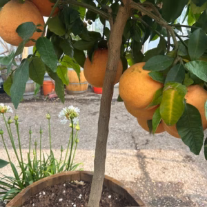 Citrus Pompelmoes op stam 140 cm (Grapefruitboom)