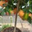 Citrus Pompelmoes op stam 140 cm (Grapefruitboom)