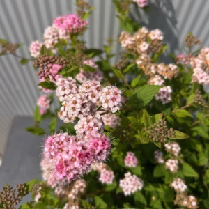 Spirea Little Princess