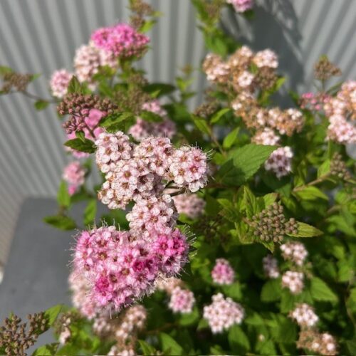 Spirea Little Princess