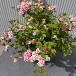 Spirea Little Princess